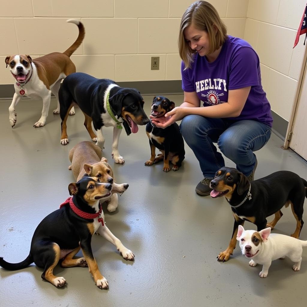 A heartwarming image of a volunteer at the Henry County Humane Society playing with dogs and cats.