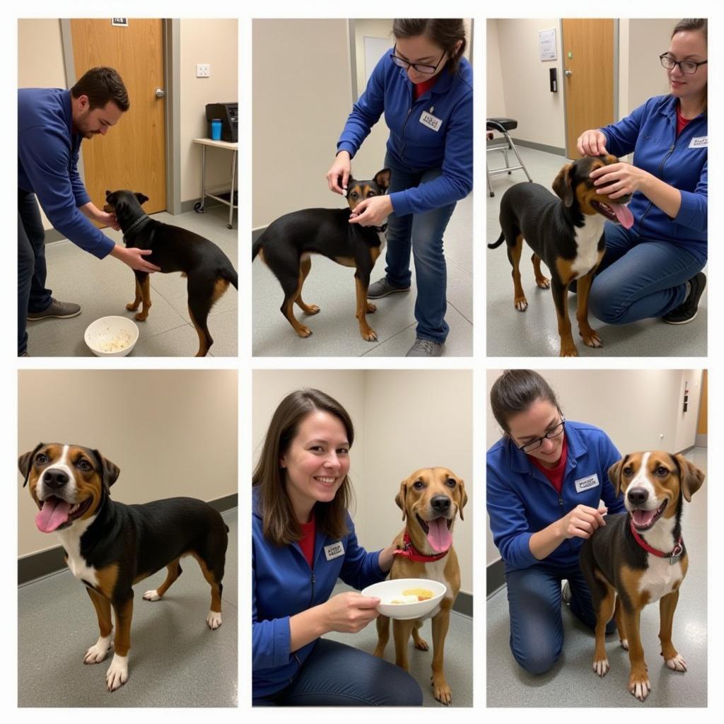 Providing care for dogs at the Humane Society Aberdeen SD