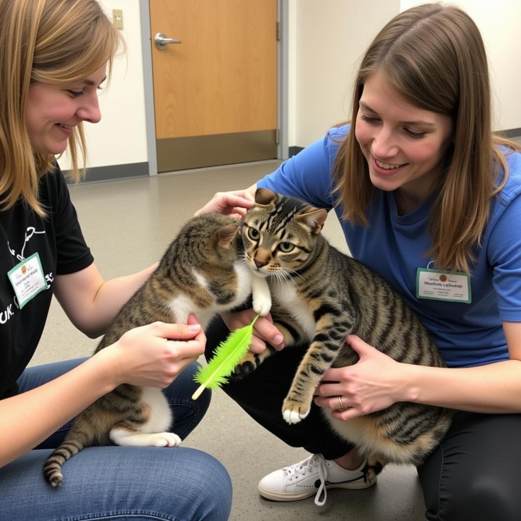 Volunteering at Humane Society Castle Rock