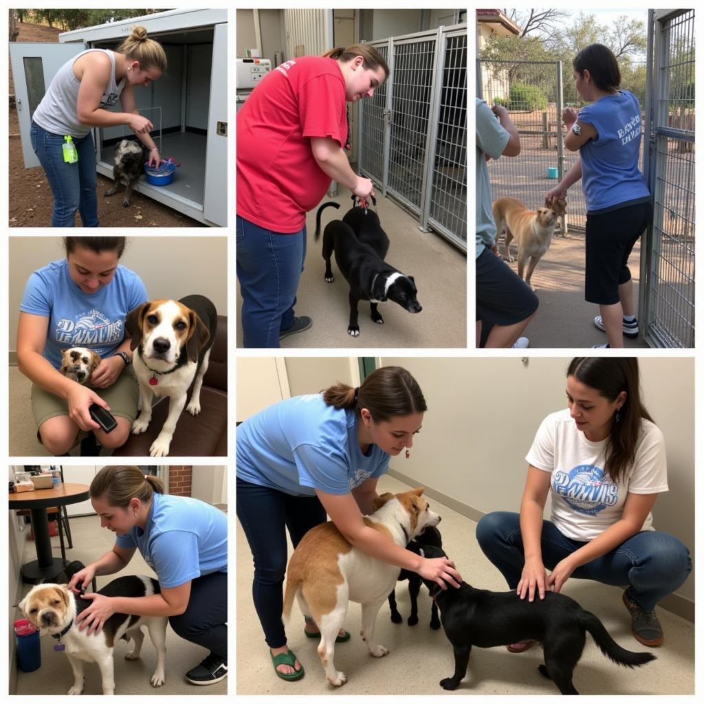 Volunteers helping animals at Humane Society near Cottonwood AZ