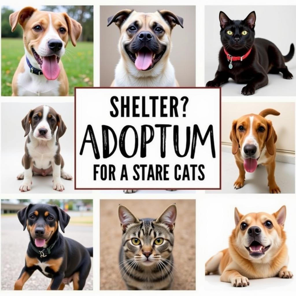 Humane Society of Covington LA: Your Guide to Making a Difference