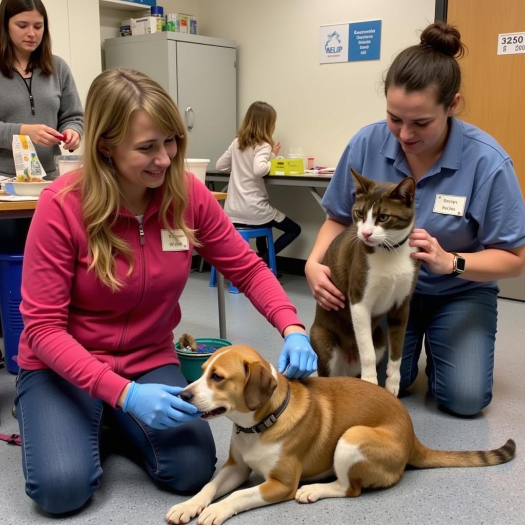 Volunteers Caring for Animals at the Humane Society of Delaware County