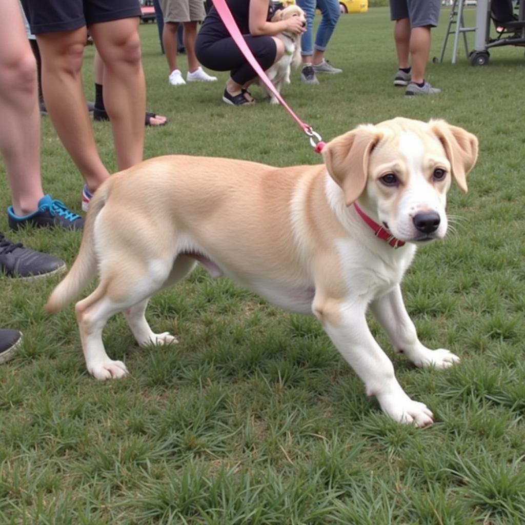 A lively scene at a Humane Society of Gary, Indiana, adoption event, with families interacting playfully with dogs and cats in a cheerful atmosphere.