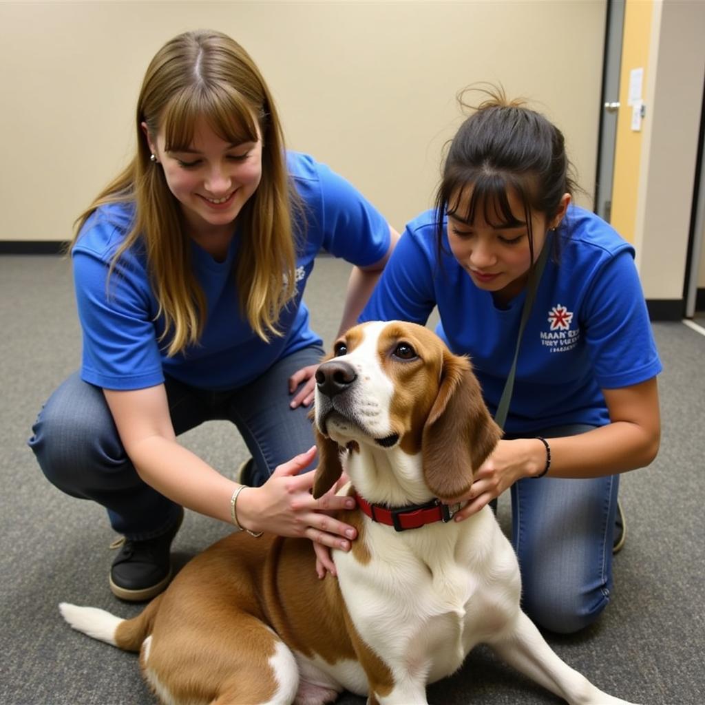 A heartwarming scene depicting volunteers at the Humane Society of Gary, Indiana, showing affection and care to cats and dogs in the shelter.