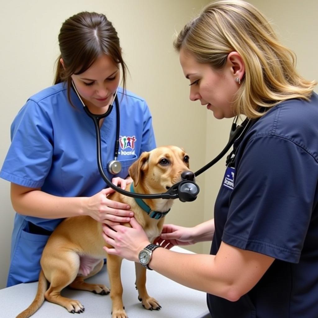 Veterinary Care at Humane Society of Imperial Valley