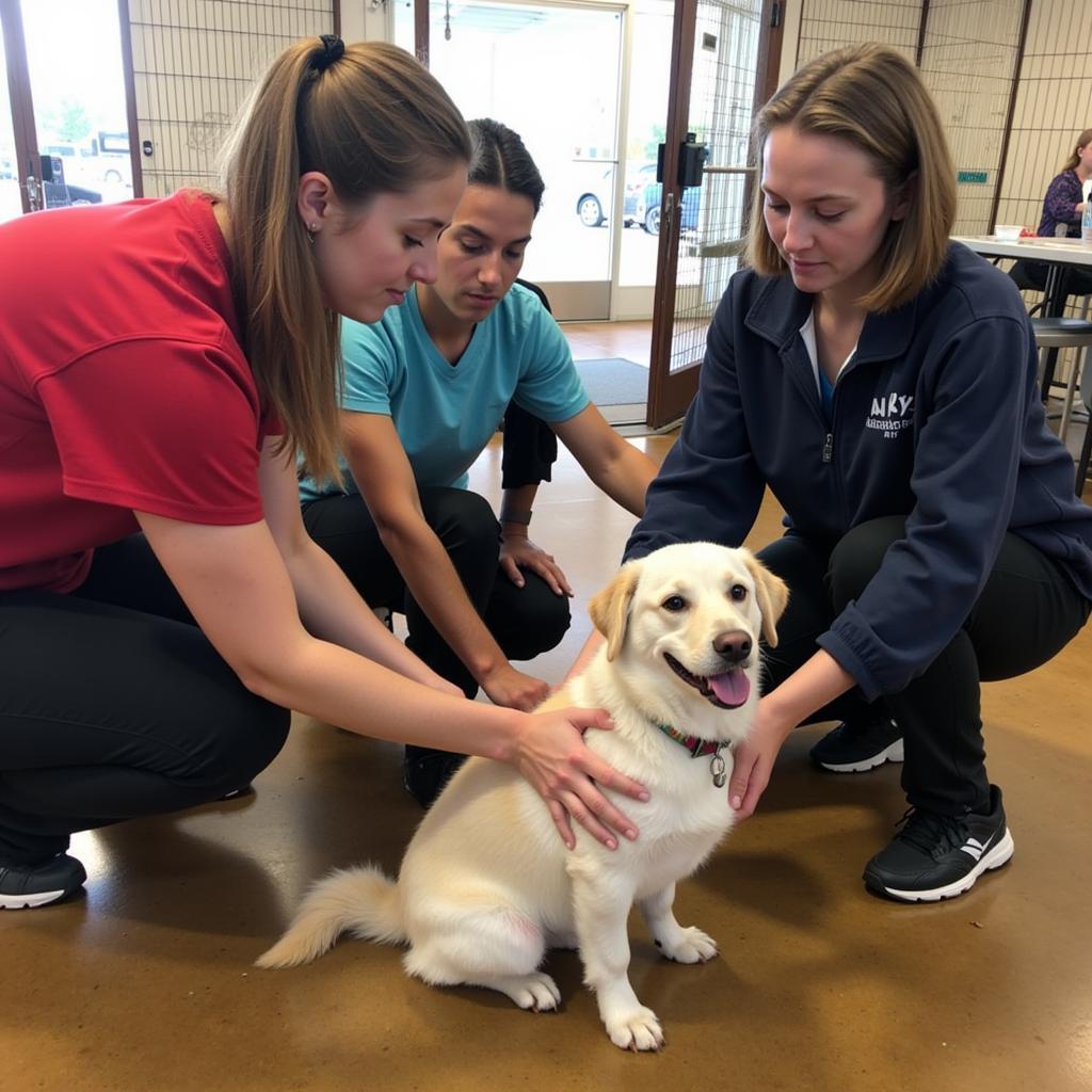 Volunteers interacting with animals at the Humane Society Knoxville Iowa