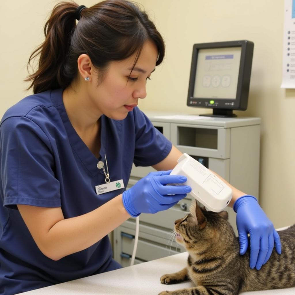 Humane Society of Lackawanna County Veterinarian Providing Medical Care to a Cat