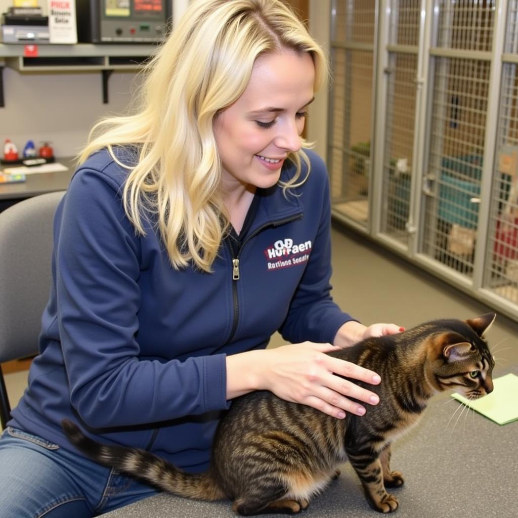 Volunteers interacting with a cat