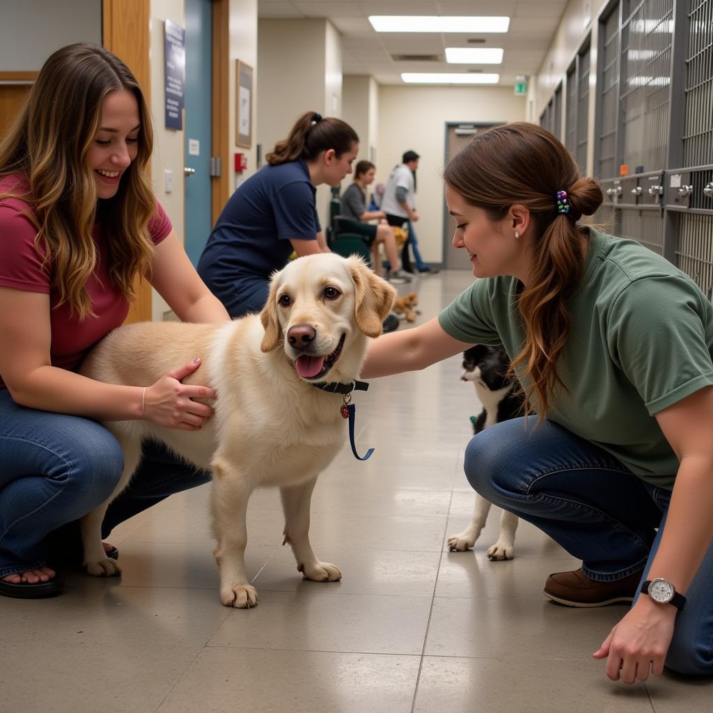 Volunteers Caring for Animals at Humane Society Maryville TN