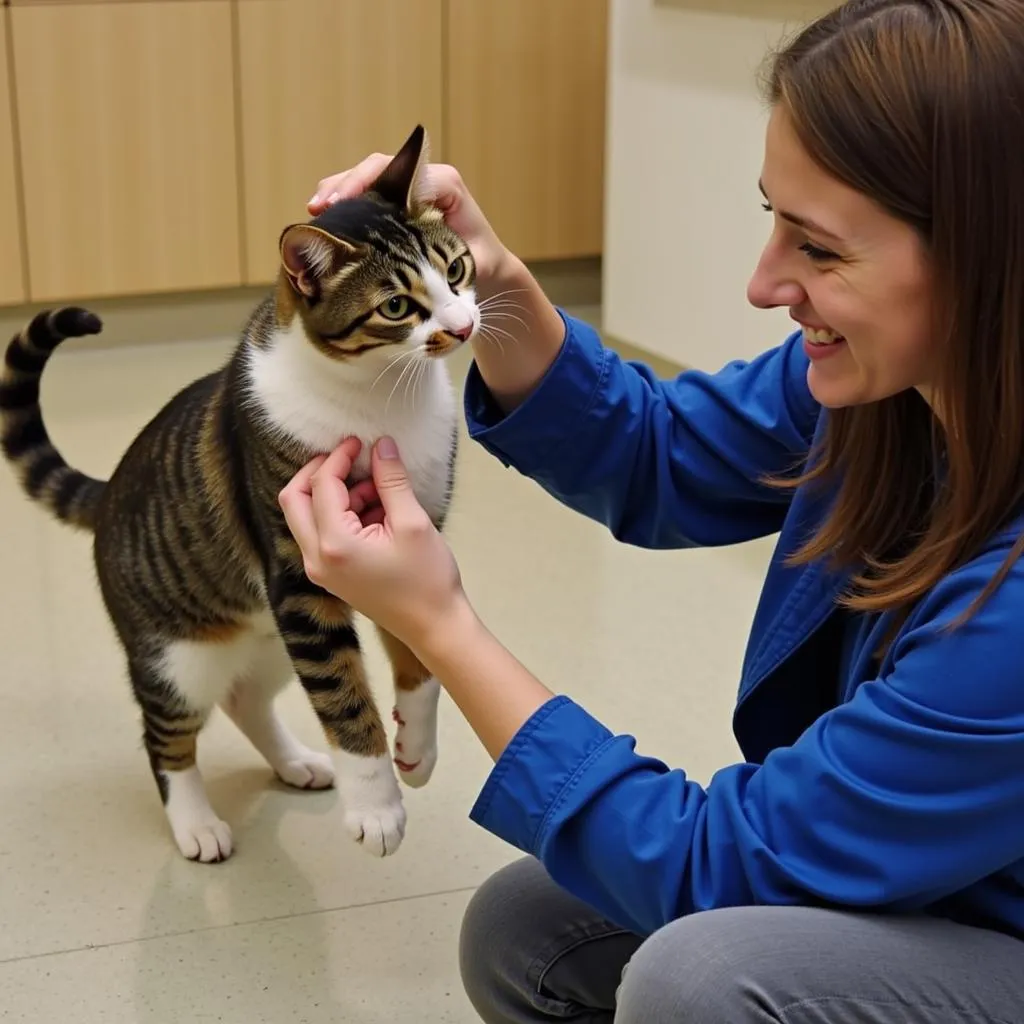 Cat enjoying playtime at Humane Society of Muhlenberg