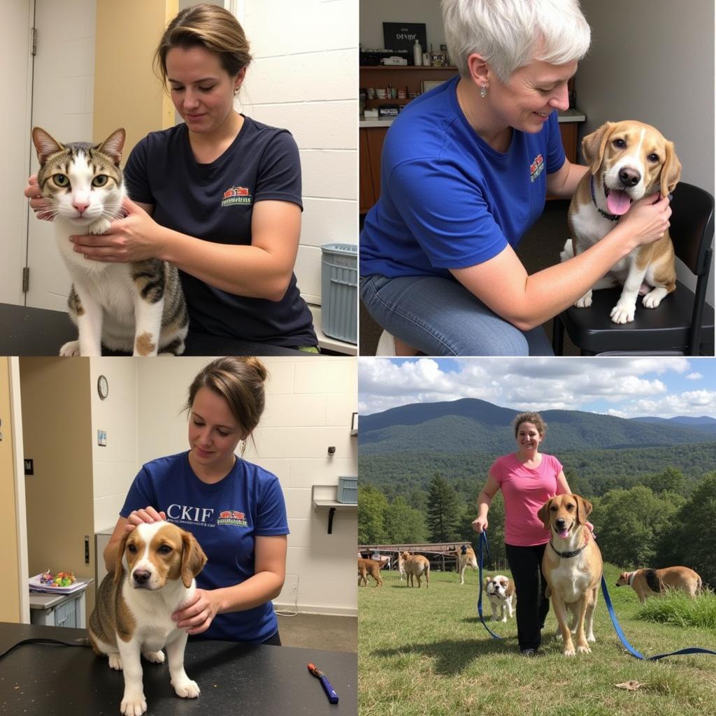 Volunteers caring for animals at the Humane Society of Murphy NC