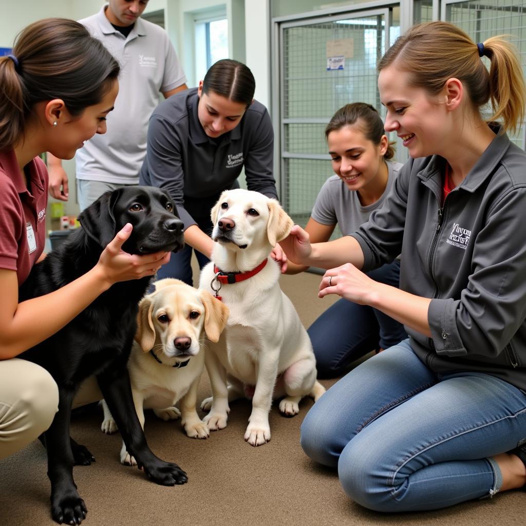 Humane Society Naples Volunteers Caring for Animals