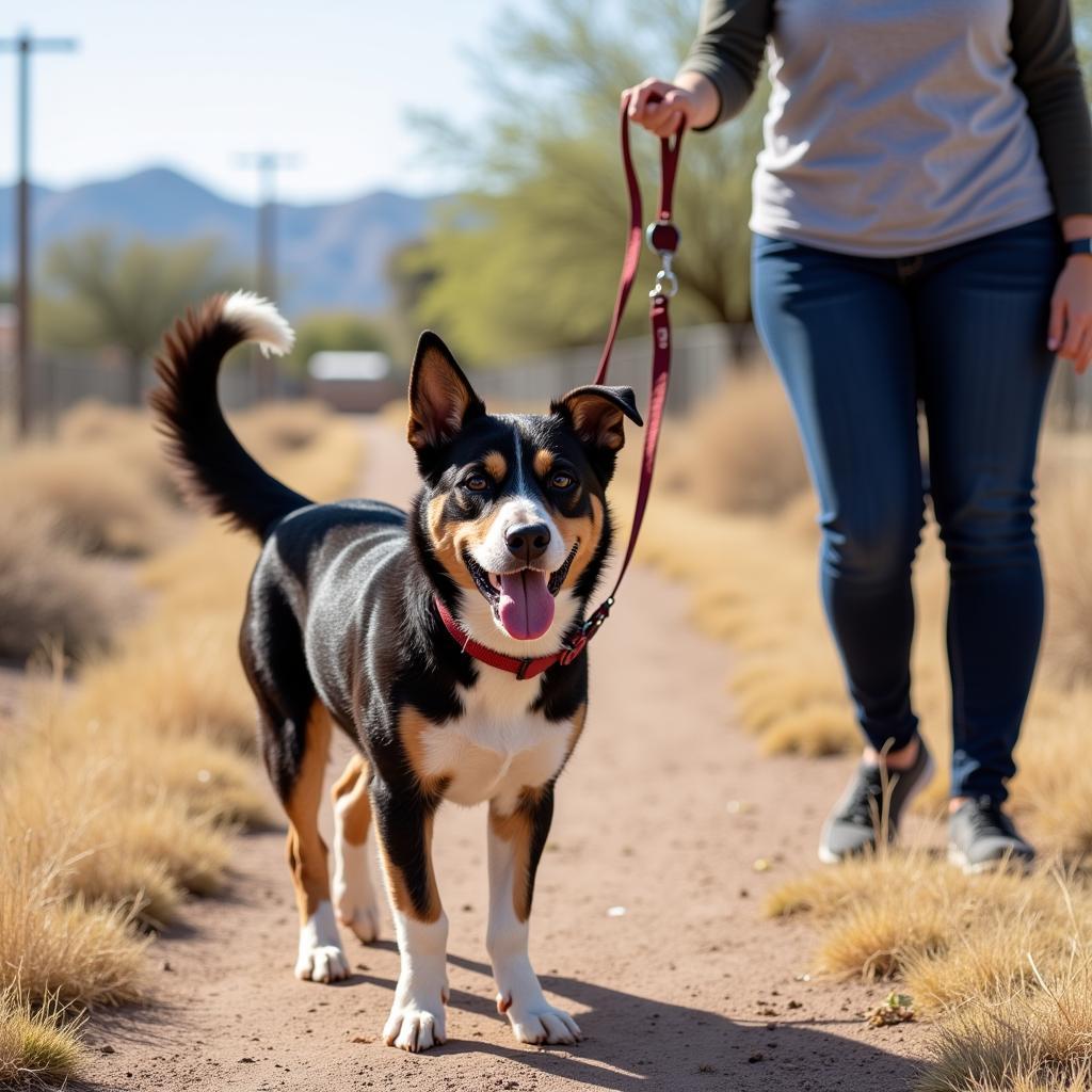 A volunteer walks a happy dog at the Humane Society Nogales.