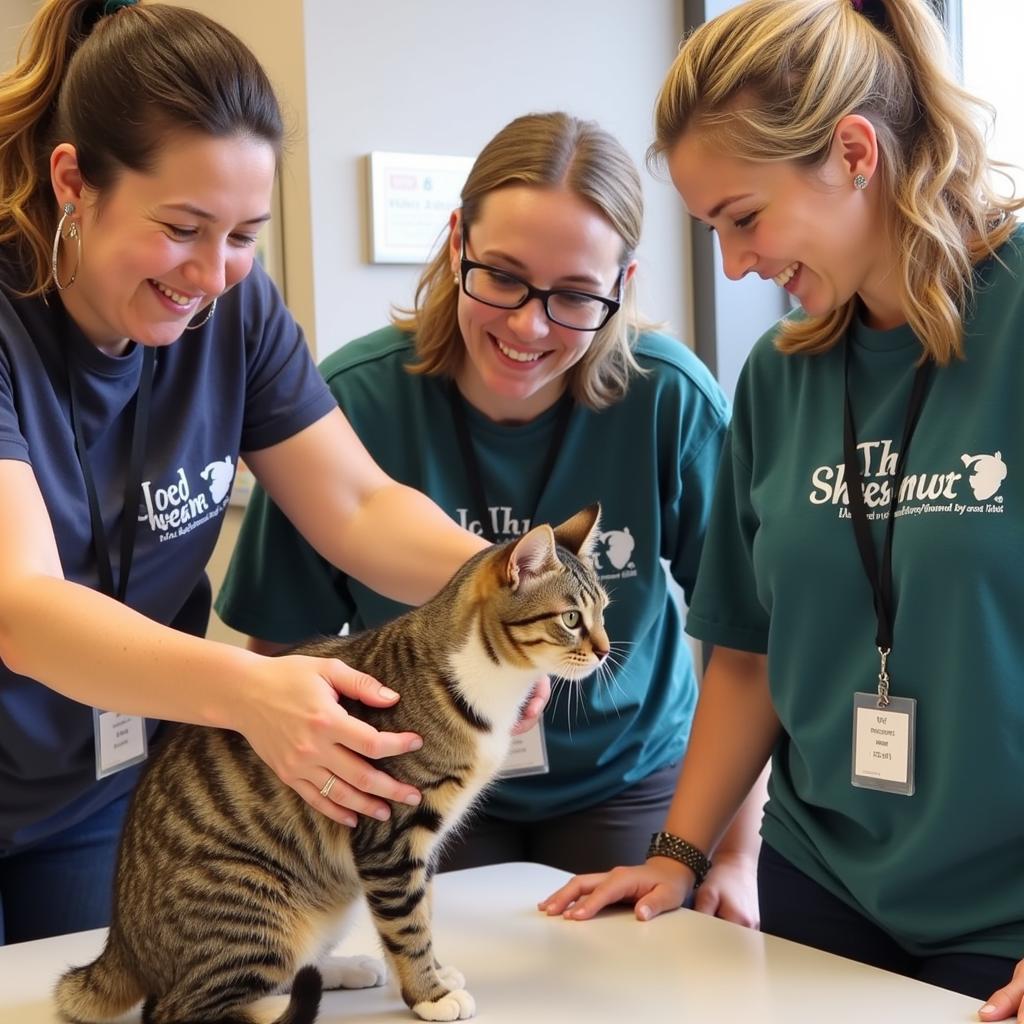 Volunteers socializing with cats at the Humane Society Nogales.