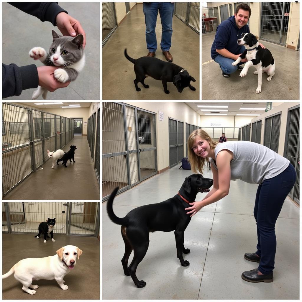 Adorable adoptable pets at the Humane Society Pittsburg KS