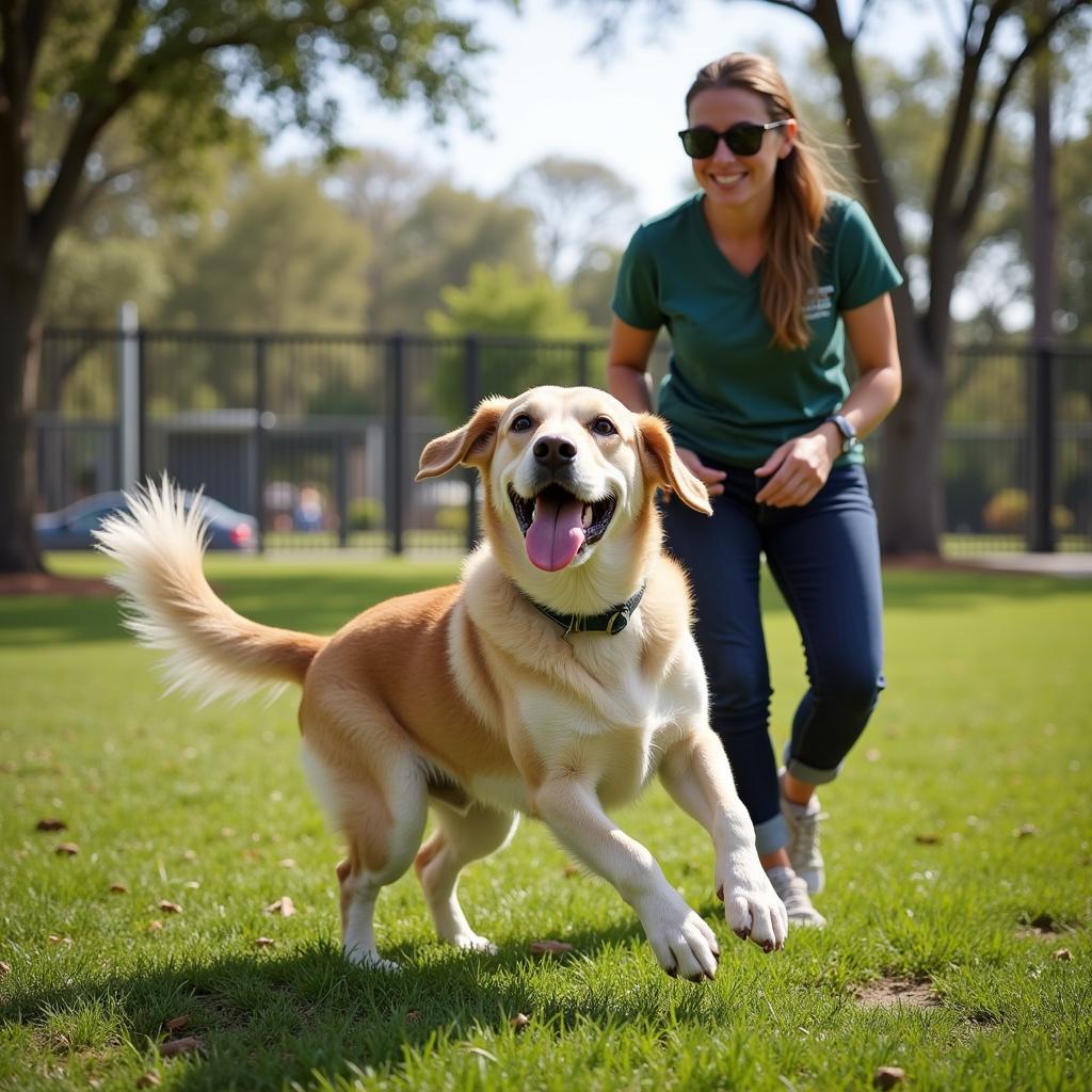 Dog Playing in a Park