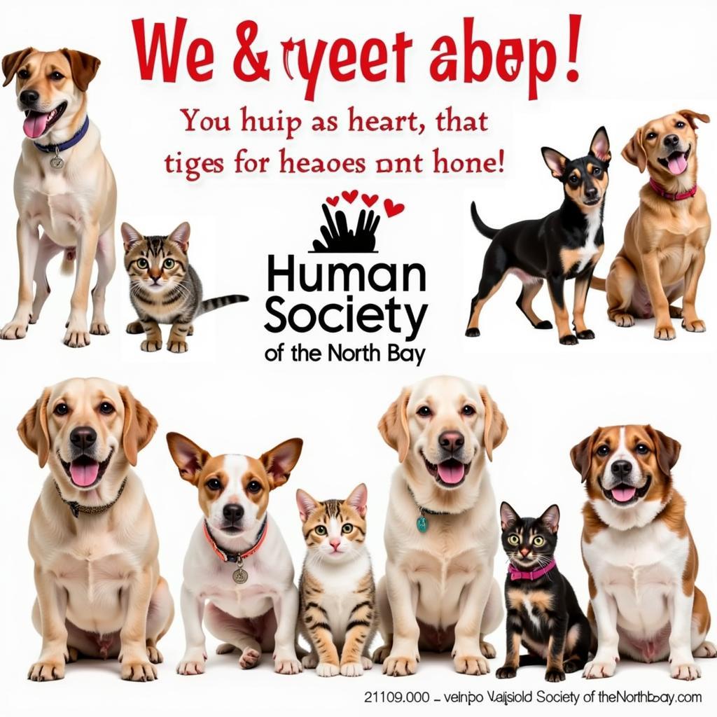 Humane Society Vallejo California: Your Guide to Compassion & Care