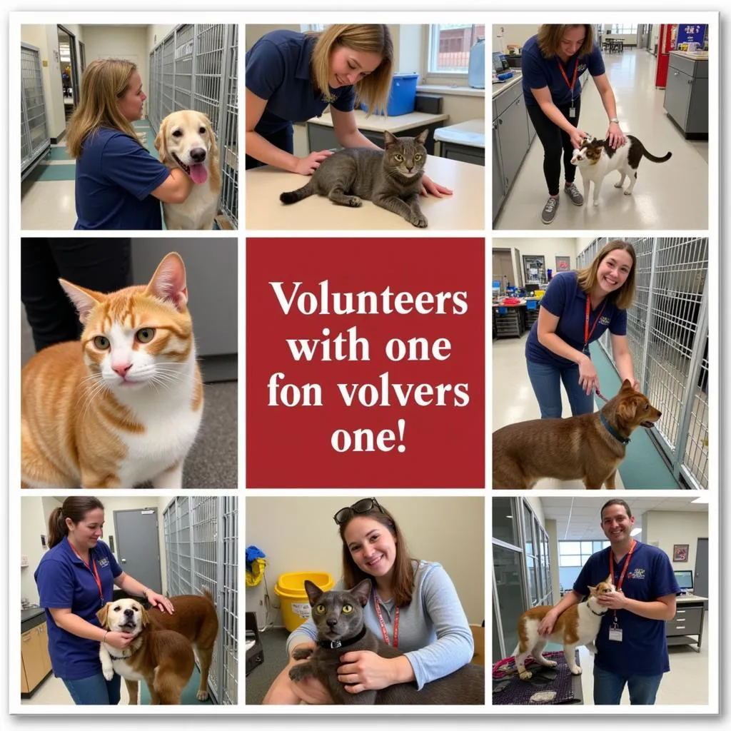 Volunteer Program at Humane Society