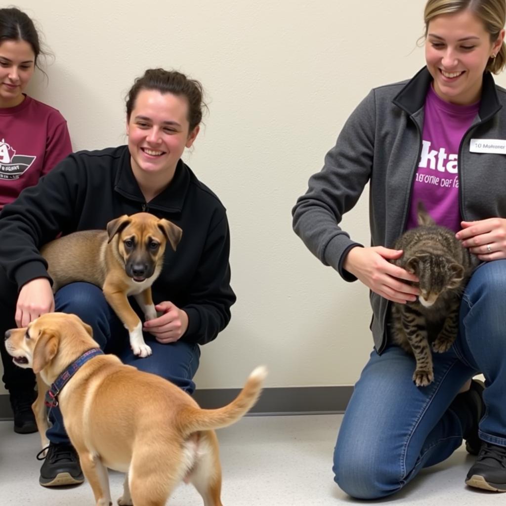 Volunteers Caring for Animals