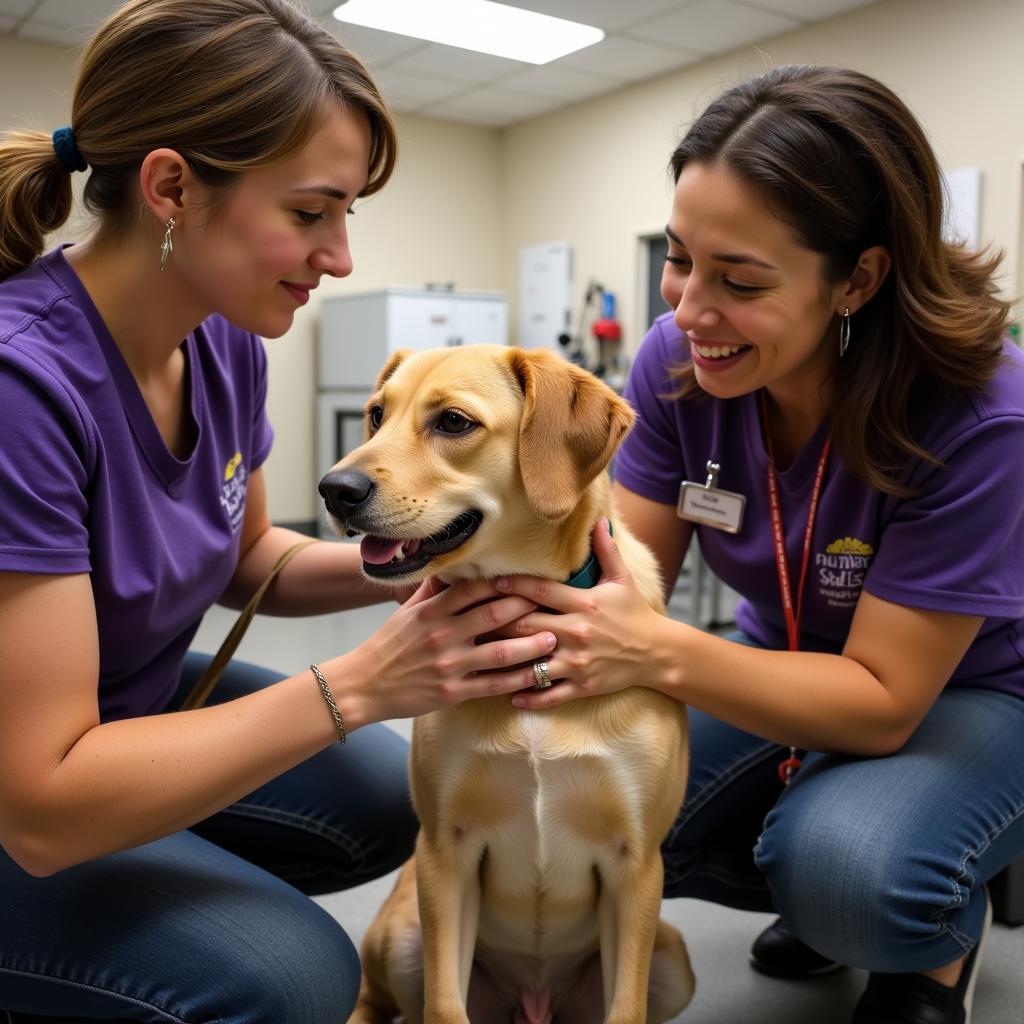 Volunteers caring for animals