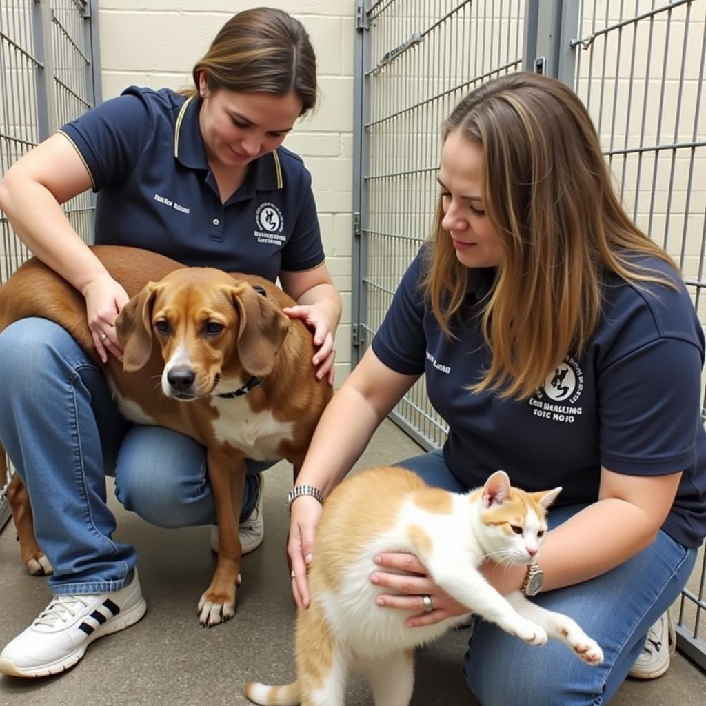 Humane Society Wilmington NC Volunteers Caring for Animals