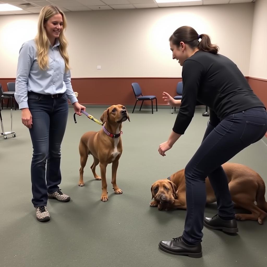 A certified dog trainer working with a dog and its owner in a spacious and well-equipped training area at the Huron Valley Humane Society.