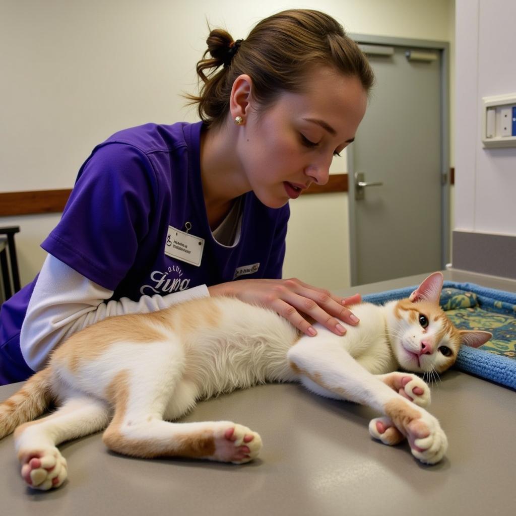  A volunteer at the Huron Valley Humane Society offers gentle affection to a content cat