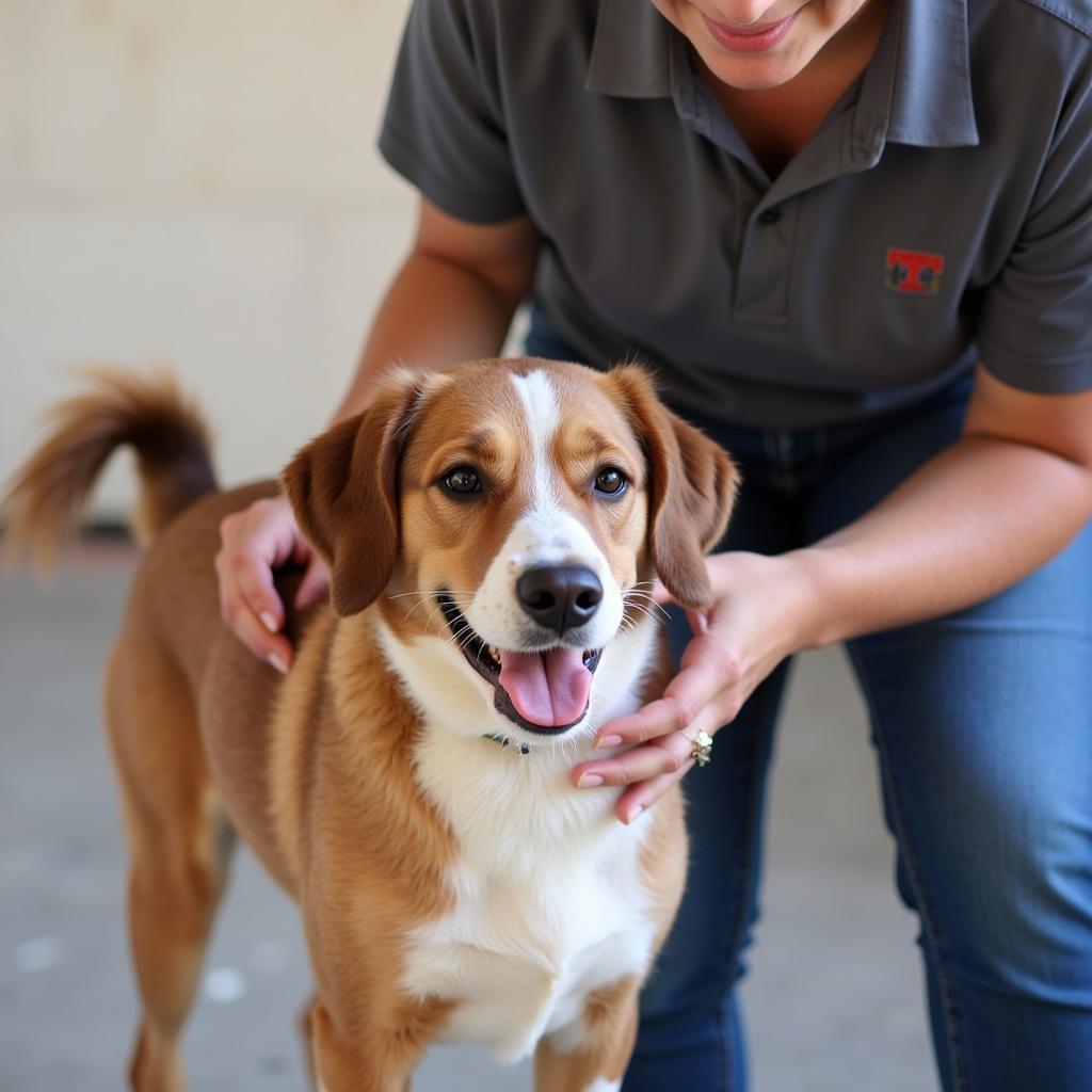 A Happy Dog at Inland Valley Humane Society