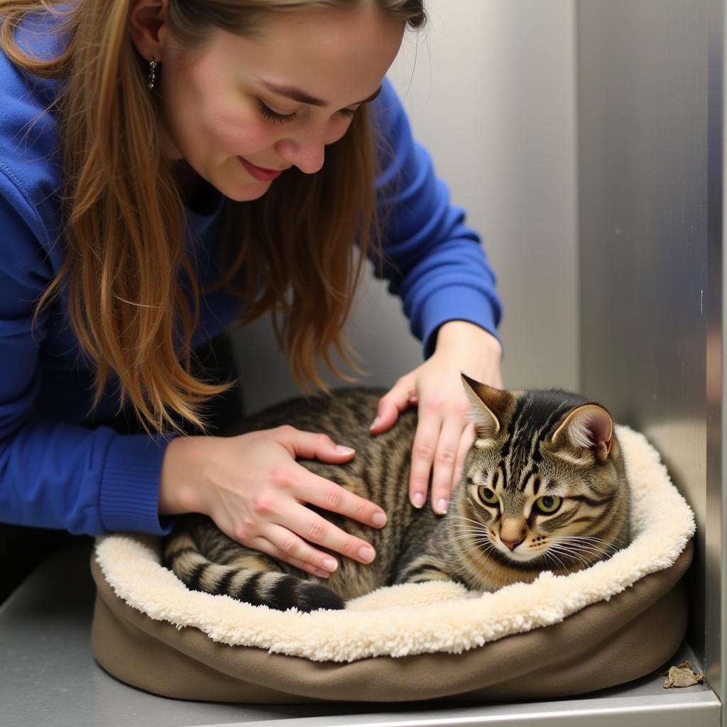 A Volunteer Bonds with a Cat at the Jackson Humane Society