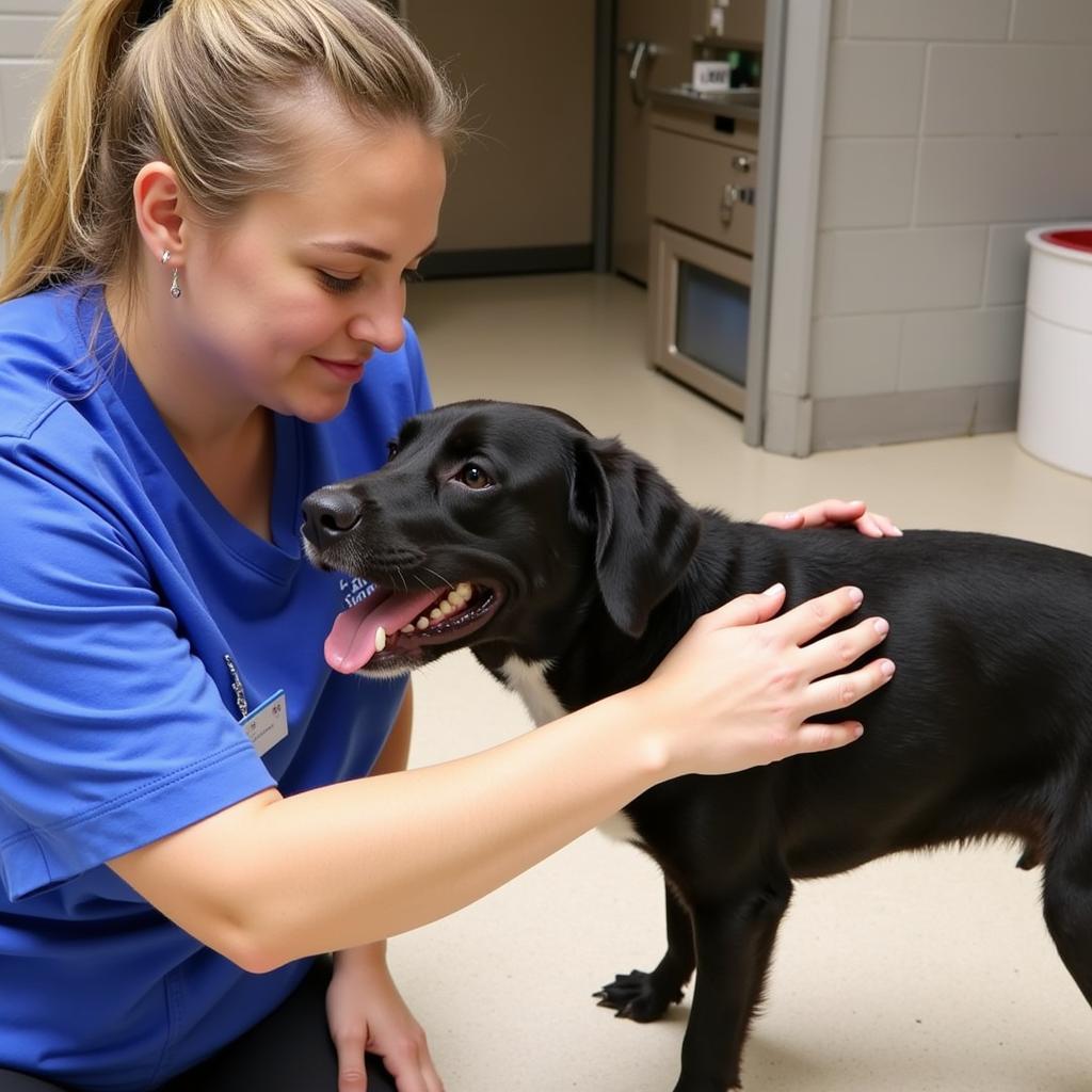 A heartwarming image of a volunteer at the Kansas Humane Society comforting a rescued dog