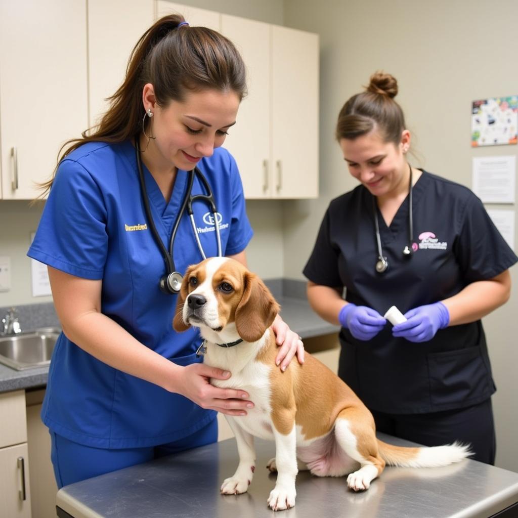 Kennett Humane Society Veterinarian Examining Dog