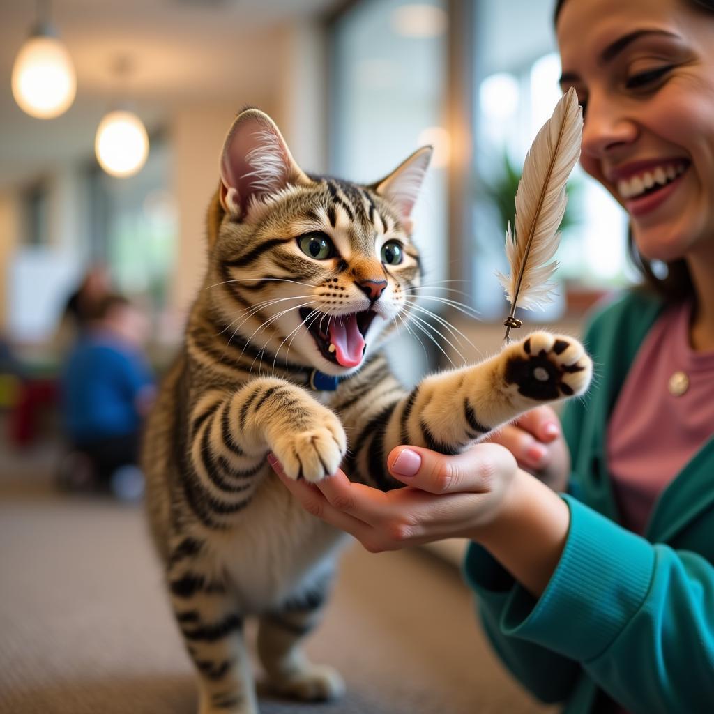 Playful Kentucky Humane Society Cat