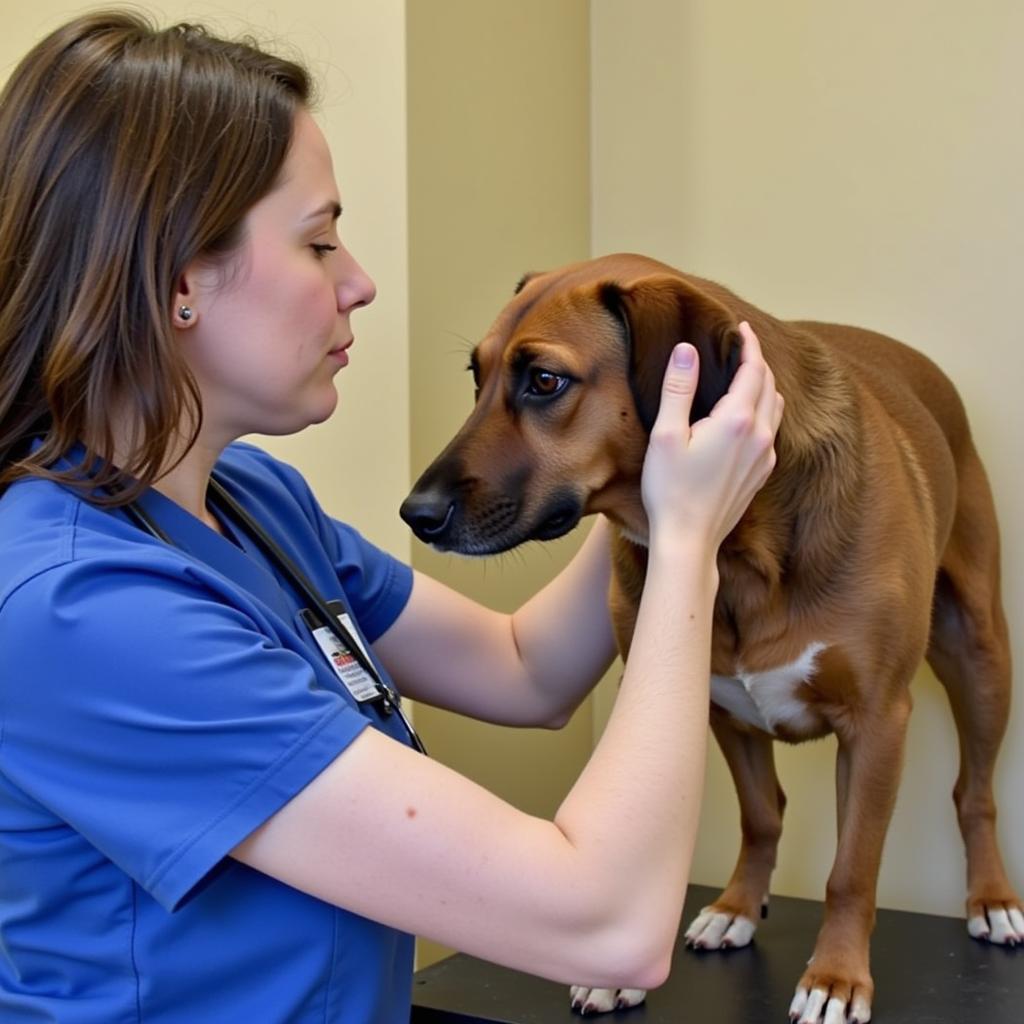 Veterinarian examining a dog at Kitsap Humane Society Silverdale