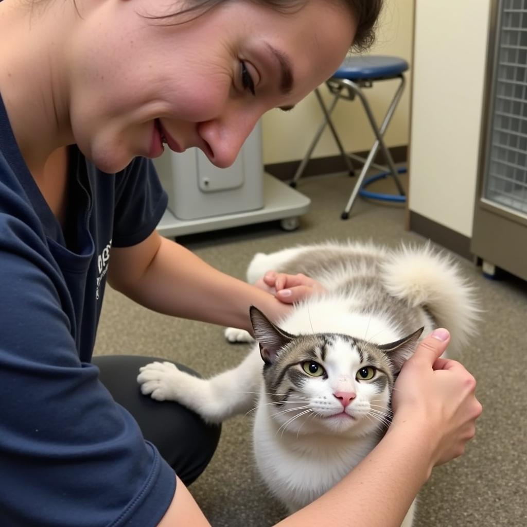 A volunteer interacting with a cat at KVHS