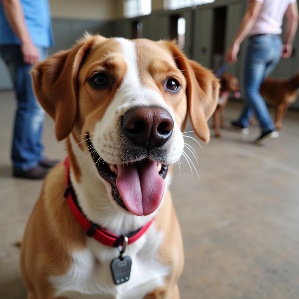 A happy dog ready for adoption at the Laguna Madre Humane Society