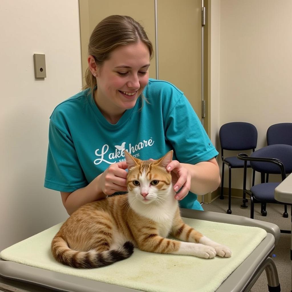 Content cat being petted at Lakeshore Humane Society