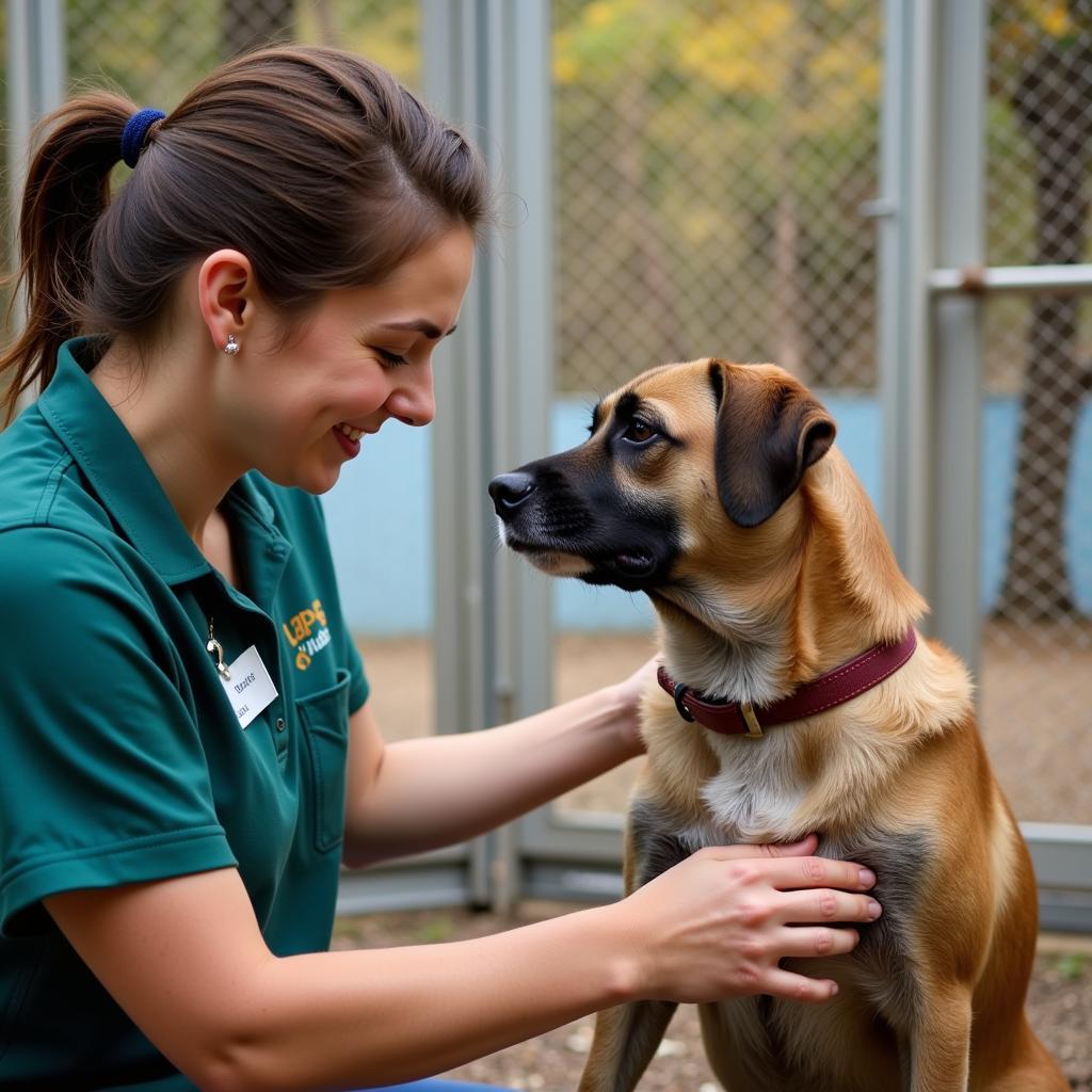 Finding Peace of Mind: Your Guide to the Lycoming Animal Protection Society