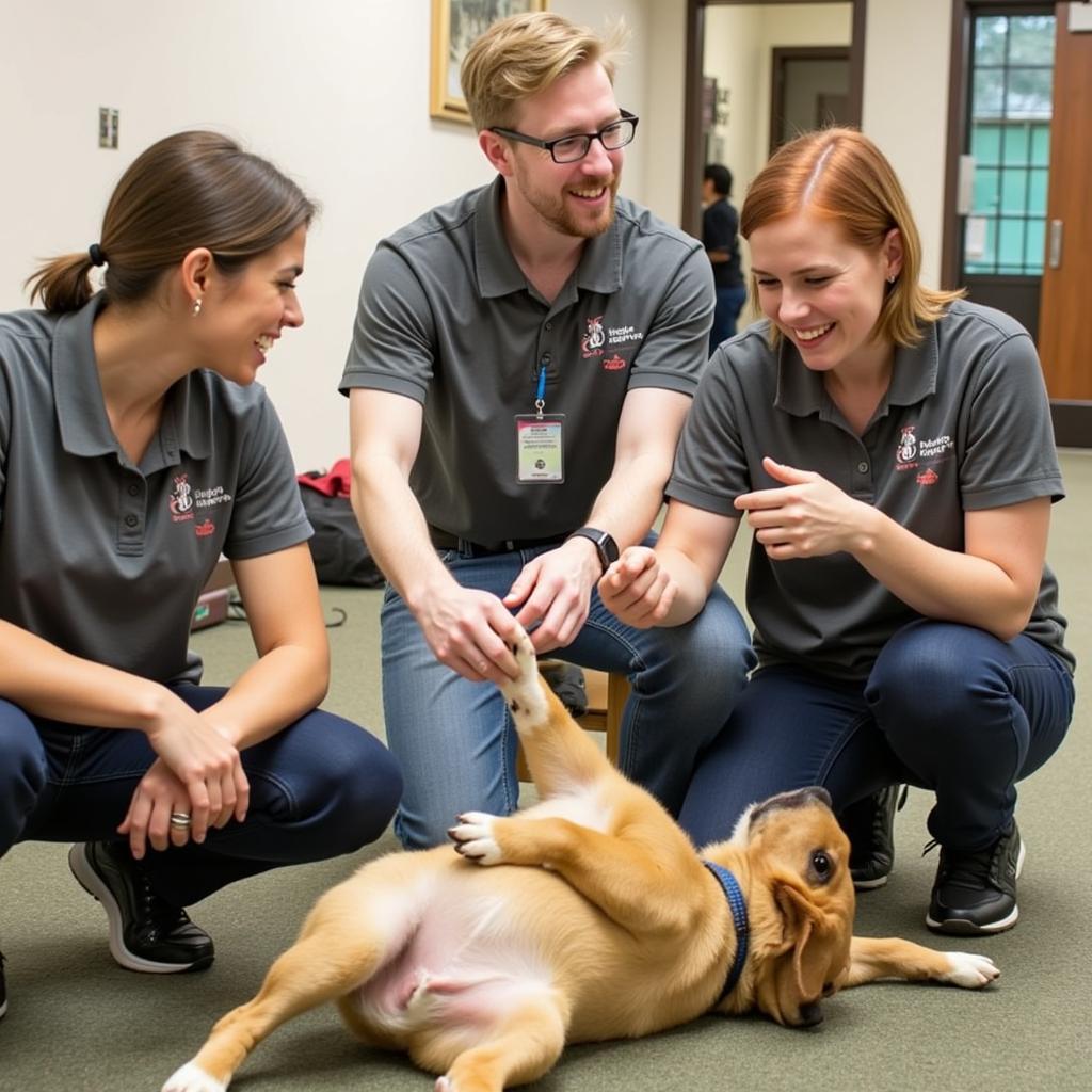 Playtime with Larimer County Humane Society Dogs