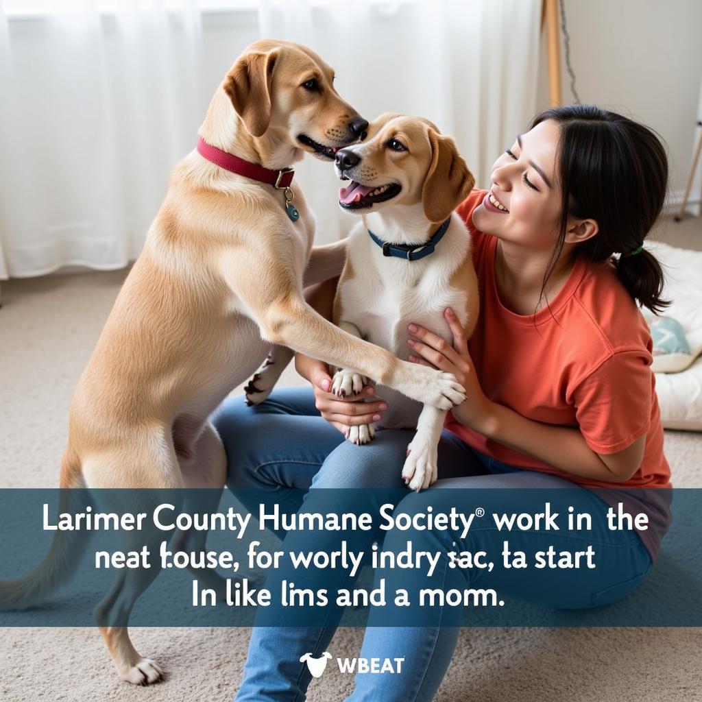 A happily adopted pet from the Larimer County Humane Society