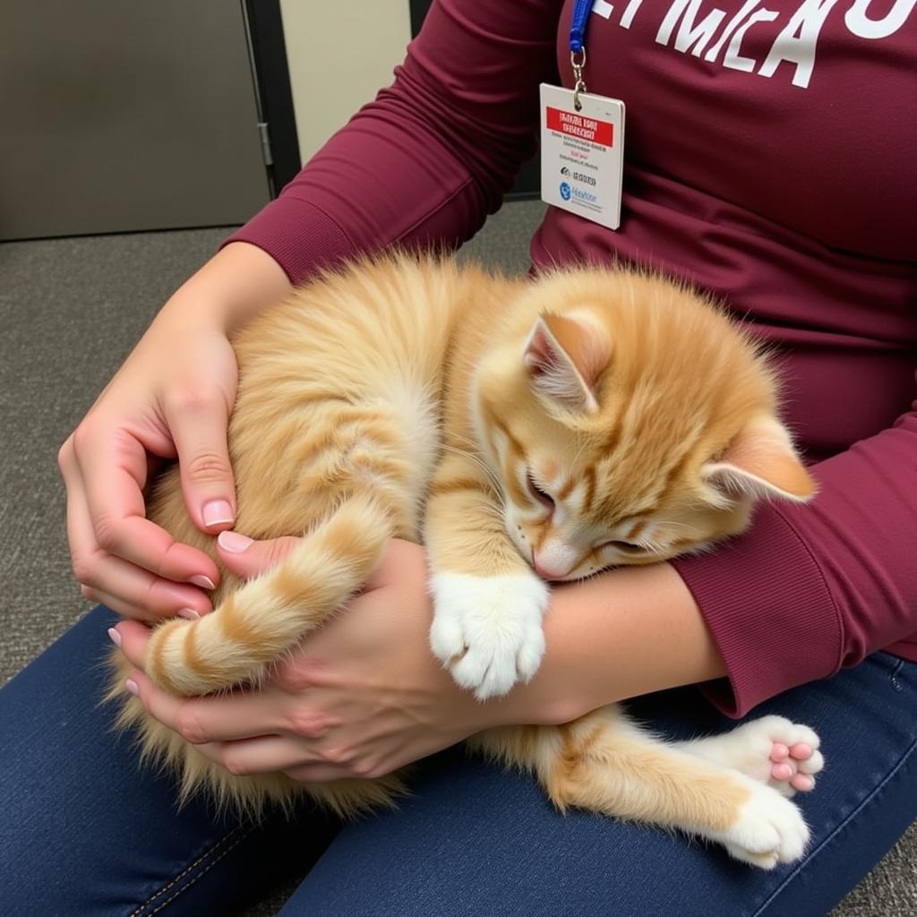 Kitten cuddles with volunteer at Larimer Humane Society