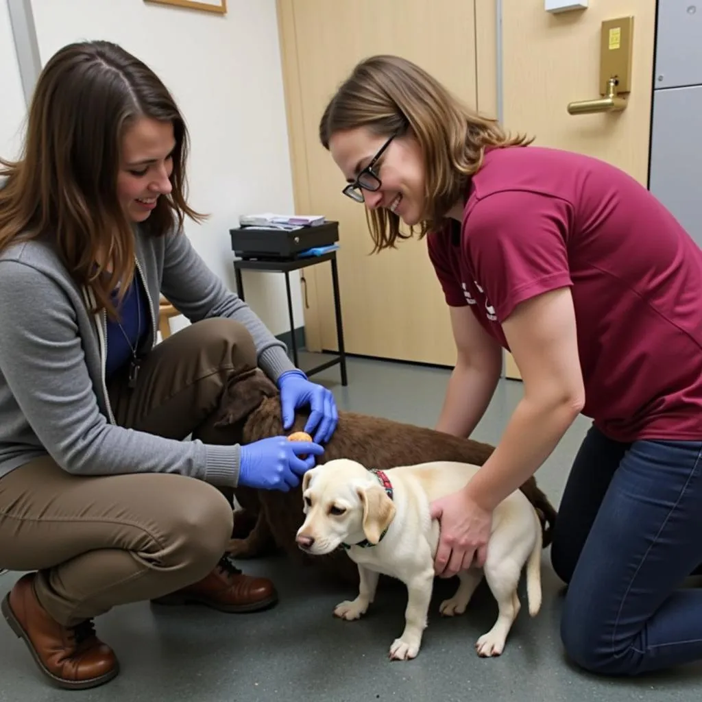 Volunteers Caring for Animals