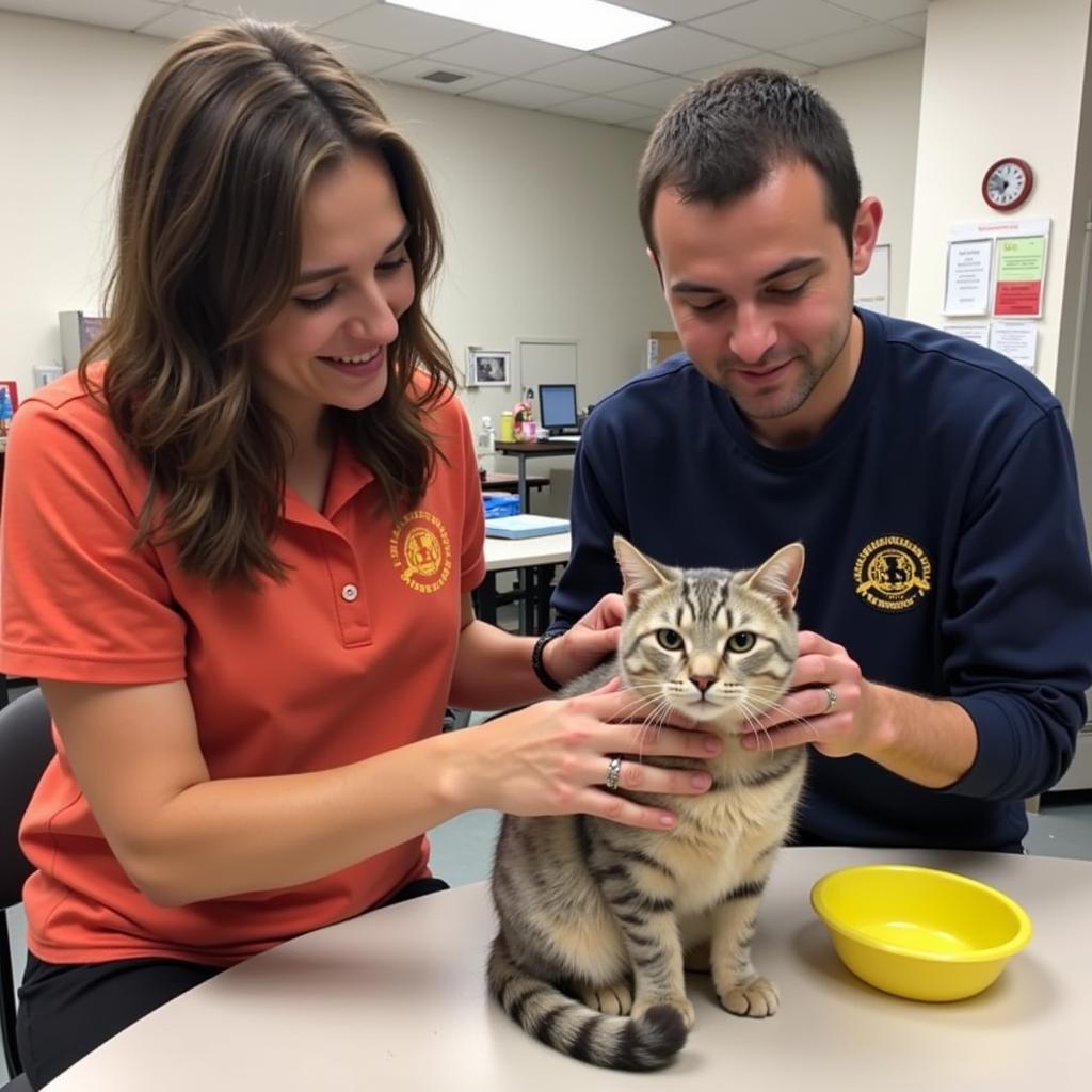 Volunteers caring for cats