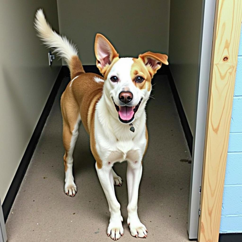 Dog awaiting adoption at Logan County Humane Society