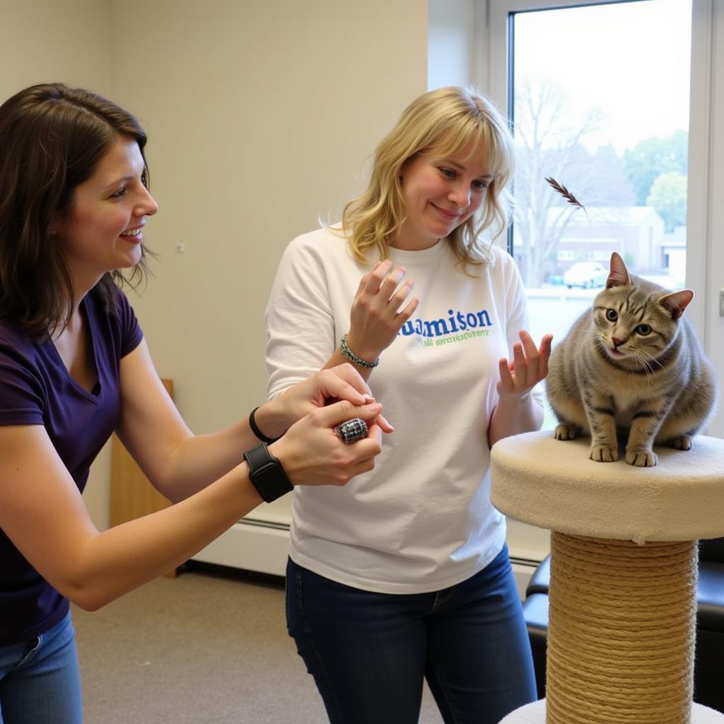 A volunteer interacts playfully with a cat at the Madison County Humane Society.