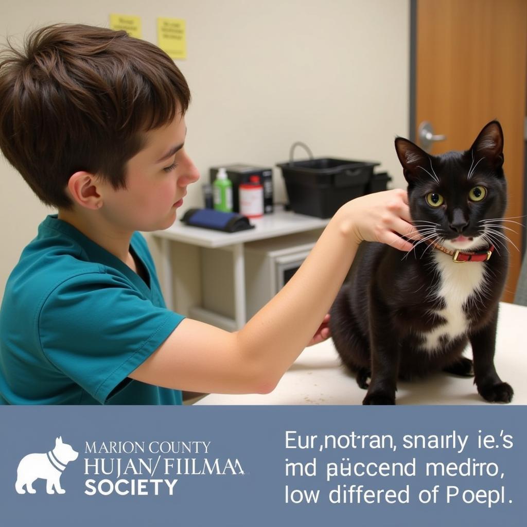 Veterinarian examining a cat at the Marion County Humane Society