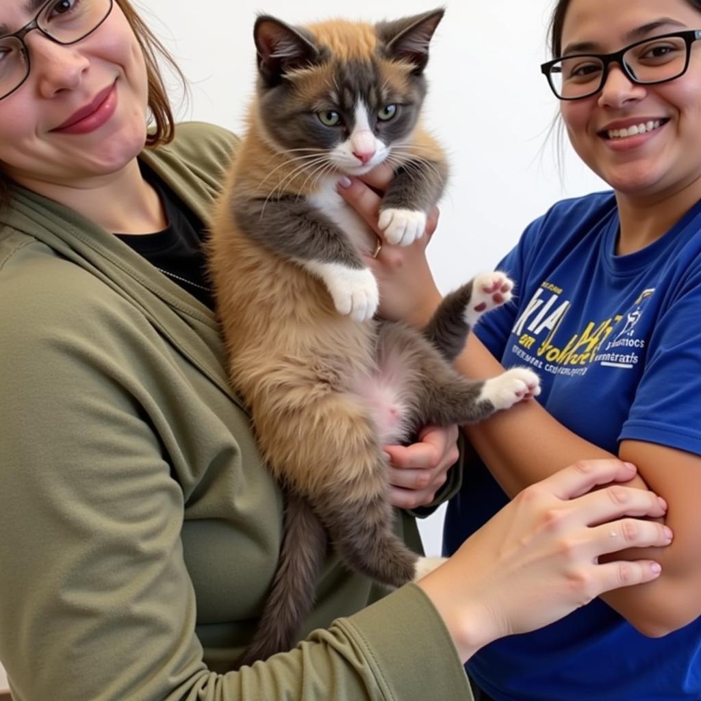 Cat adoption event at McDonough Humane Society