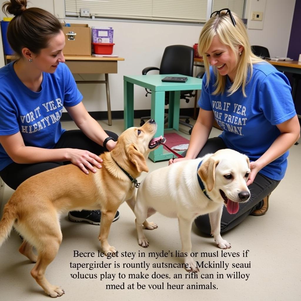 Volunteers happily interact and play with dogs at the McKinley County Humane Society