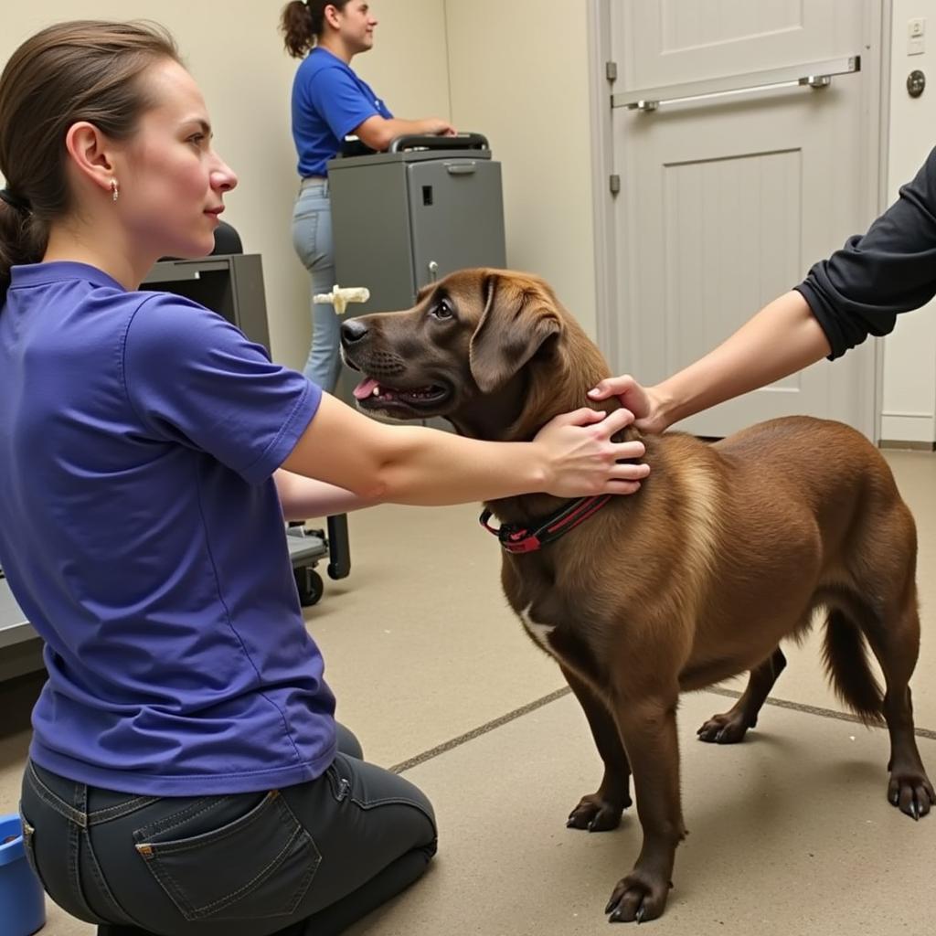 Meeting Adoptable Animals at the Calgary Humane Society