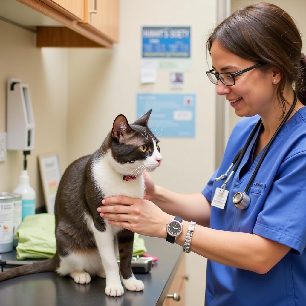 Veterinarian Examining a Cat at the Nassau Humane Society