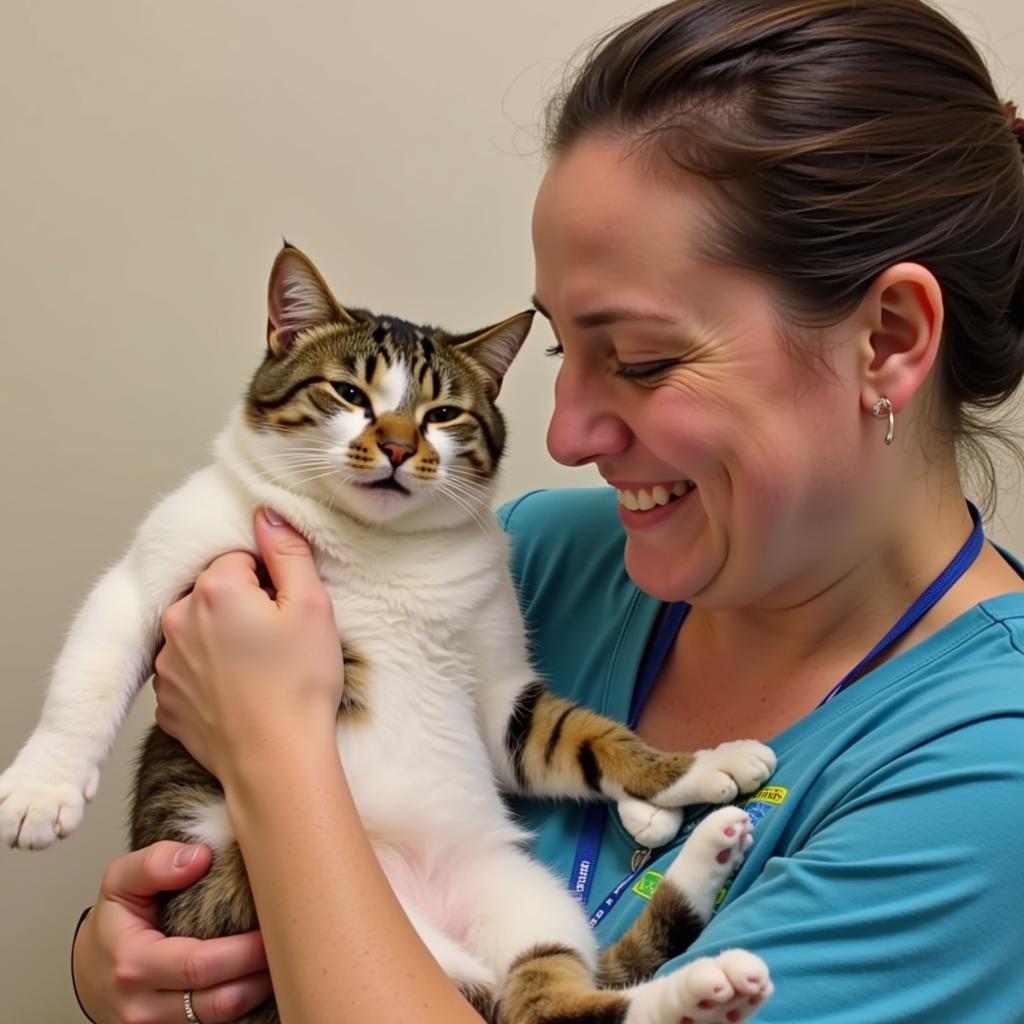 Volunteer bonding with a cat at the New Ulm Humane Society 